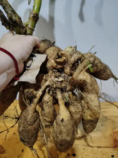 BULBOS de DALIAS - miniatura 6
