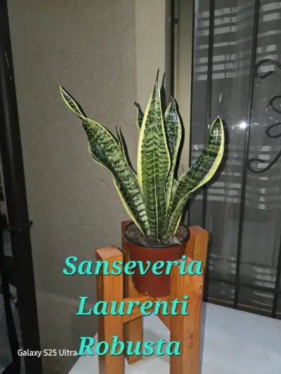 Sansevieria Laurentii Robusta en base - miniatura 1