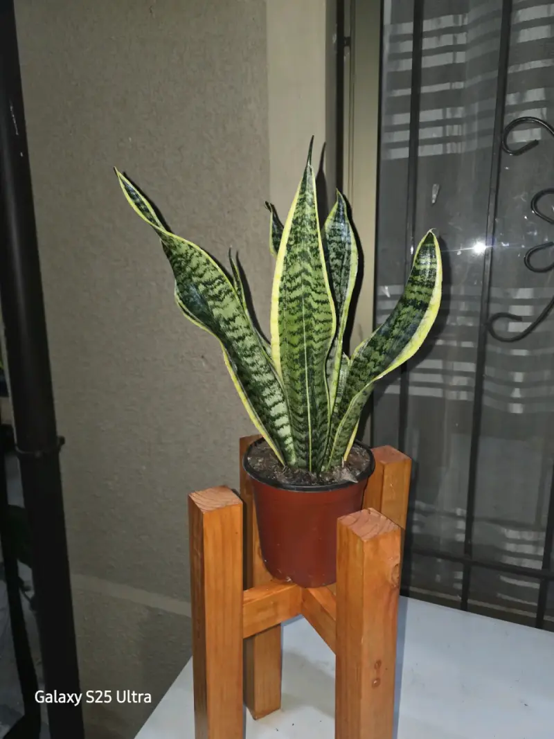 Sansevieria Laurentii Robusta en base - 2
