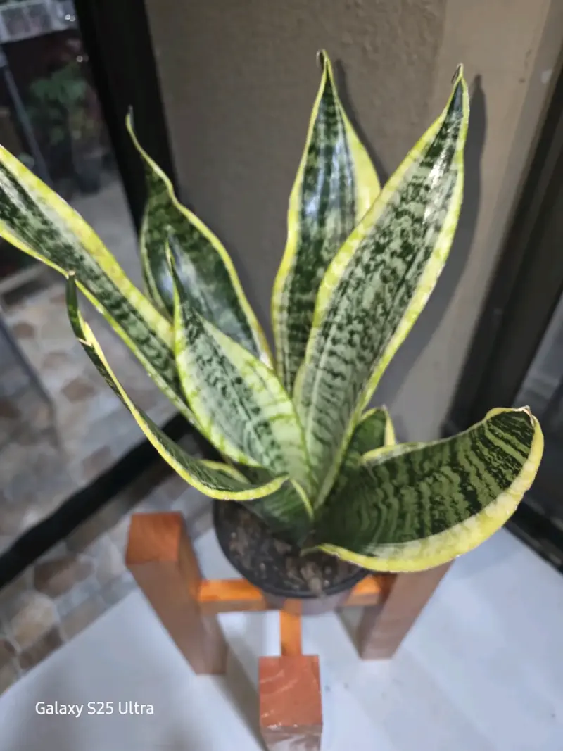 Sansevieria Laurentii Robusta en base - 3