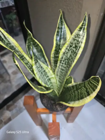 Sansevieria Laurentii Robusta en base - miniatura 3