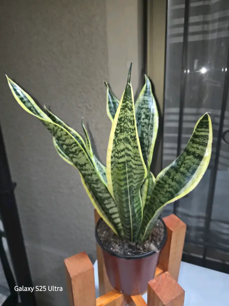 Sansevieria Laurentii Robusta en base - 4