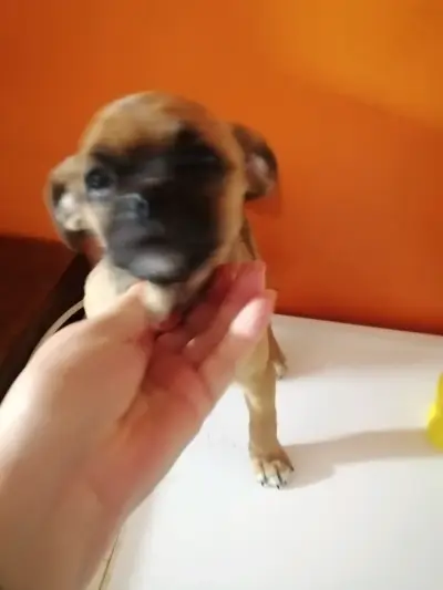 Perrita mestiza Pug. Con Fox terrier - miniatura 2
