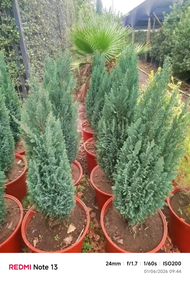 Pino  azul - 2