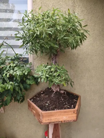 Árbol bonsái en maceta hexagonal - miniatura 1