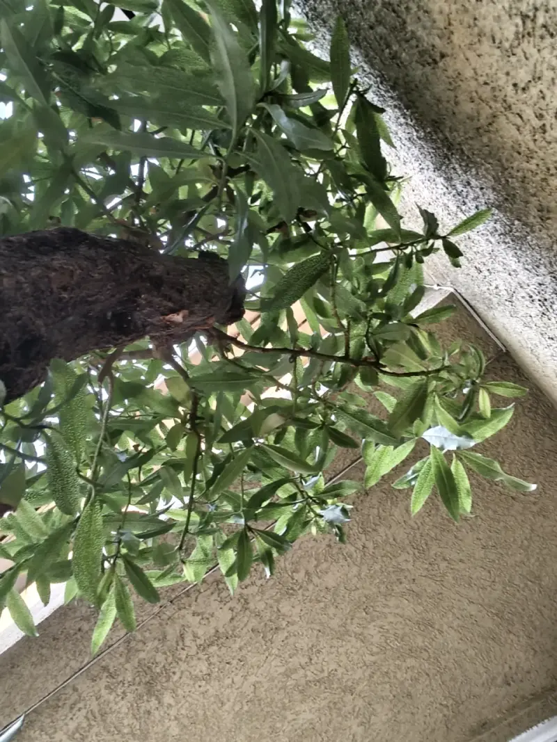 Árbol bonsái en maceta hexagonal - 2