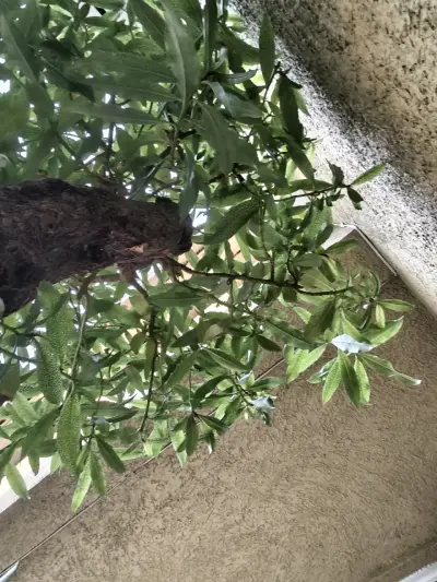 Árbol bonsái en maceta hexagonal - miniatura 2