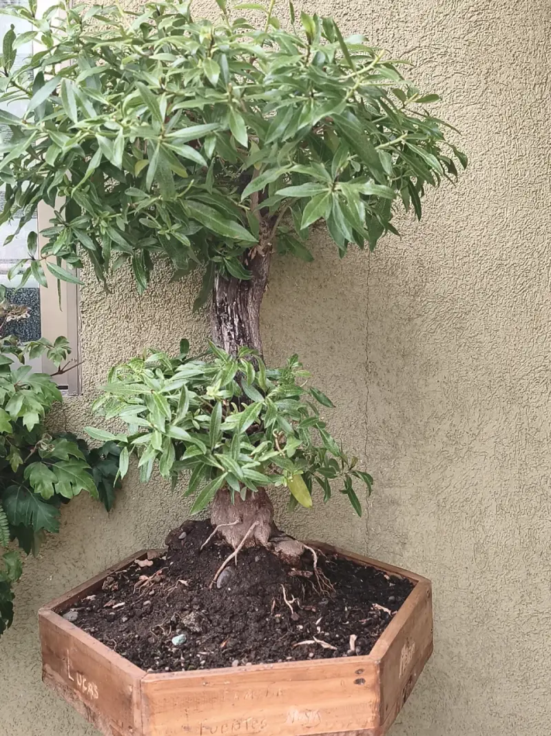 Árbol bonsái en maceta hexagonal - 3