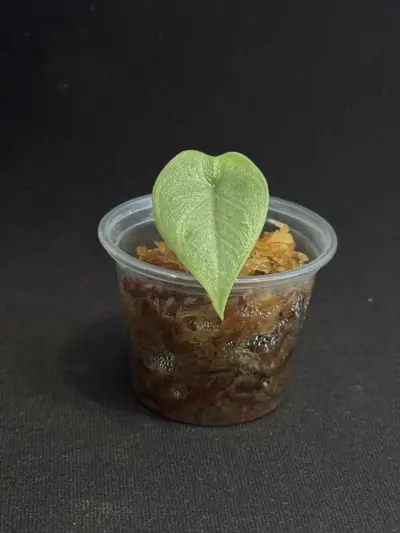 Alocasia Melo Cormo Brotado - miniatura 1