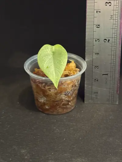 Alocasia Melo Cormo Brotado - miniatura 3