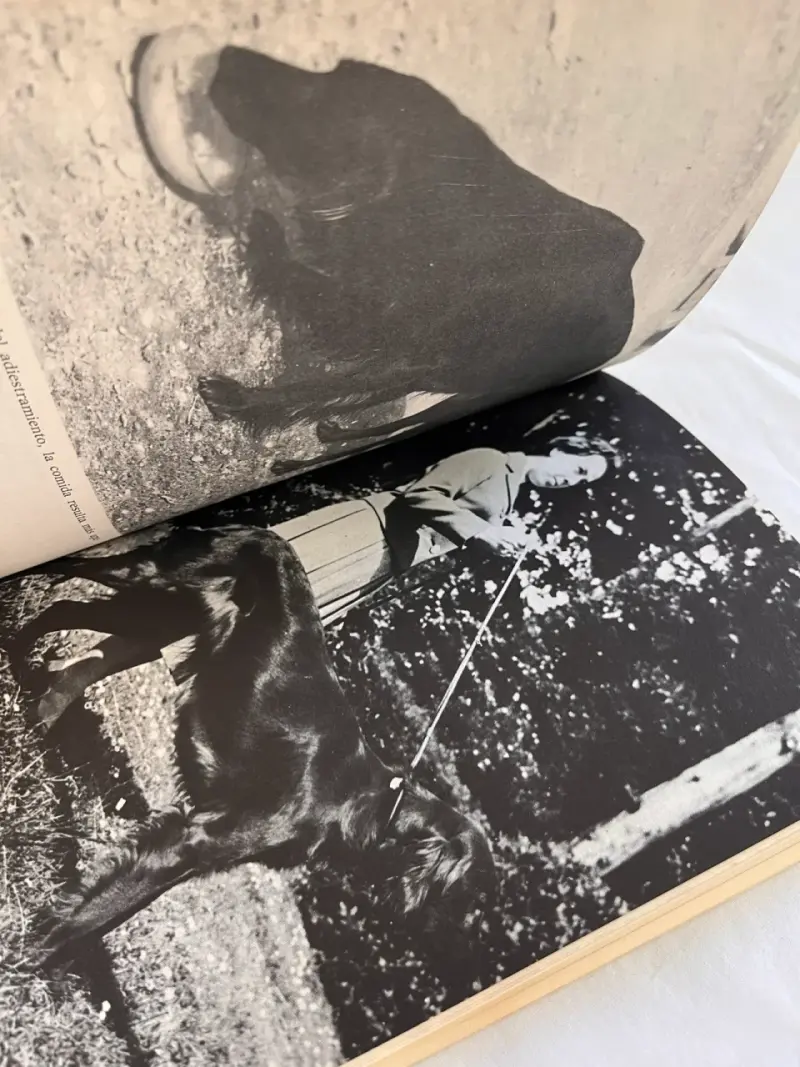 Libro 'Los Setter' de Marina Roberti - 5