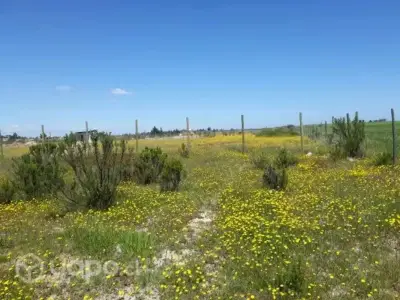 Vendo parcela en litueche 5000mts2 - miniatura 3