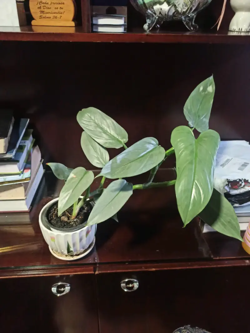 Planta en maceta decorativa - 1