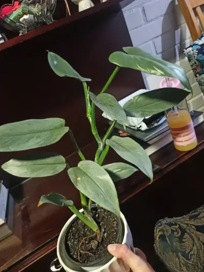 Planta en maceta decorativa - miniatura 2