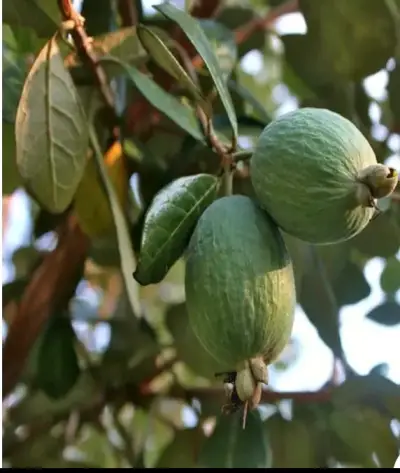 Árbol de Feijoa - miniatura 1
