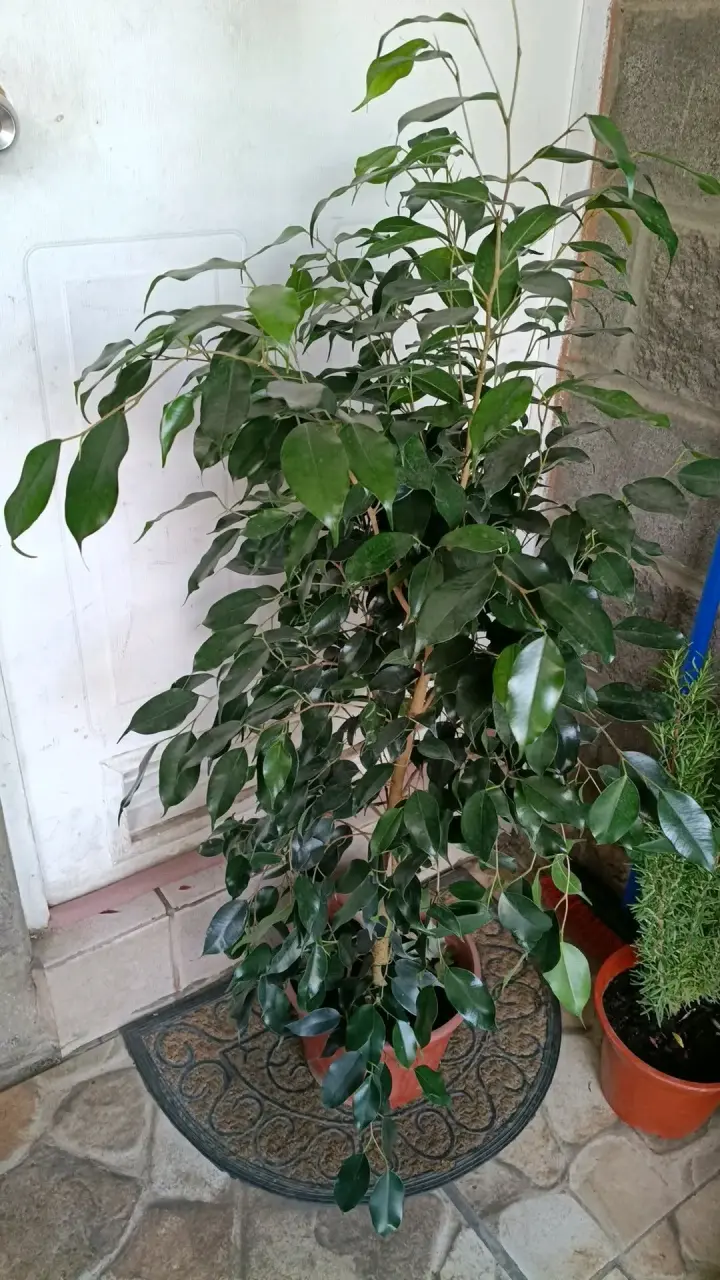 Planta Ficus en maceta - 1