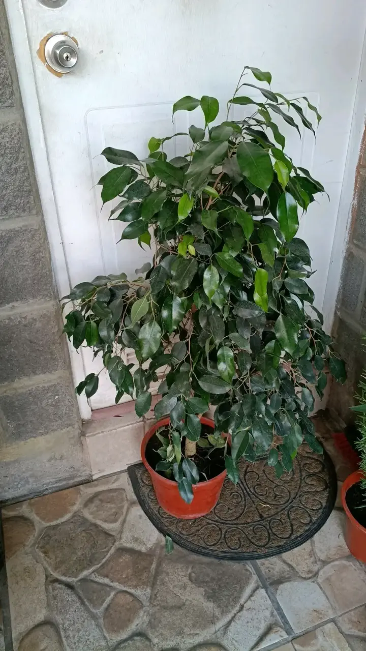 Planta Ficus en maceta - 2
