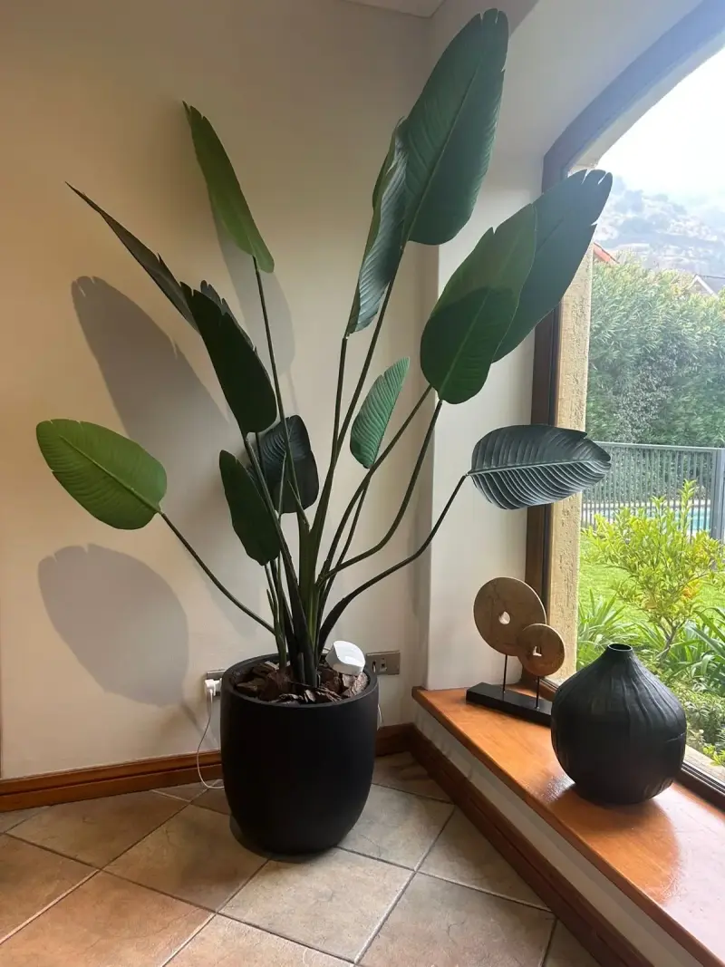 Planta decorativa interior con maceta