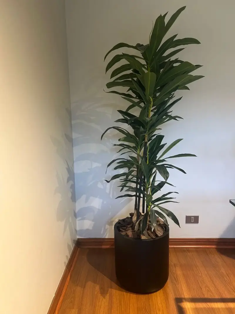 Planta decorativa con maceta negra