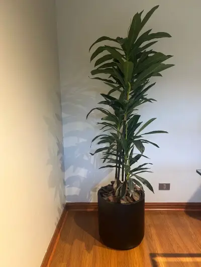 Planta decorativa con maceta negra - miniatura 1