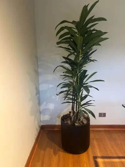 Planta decorativa con maceta negra - miniatura 2