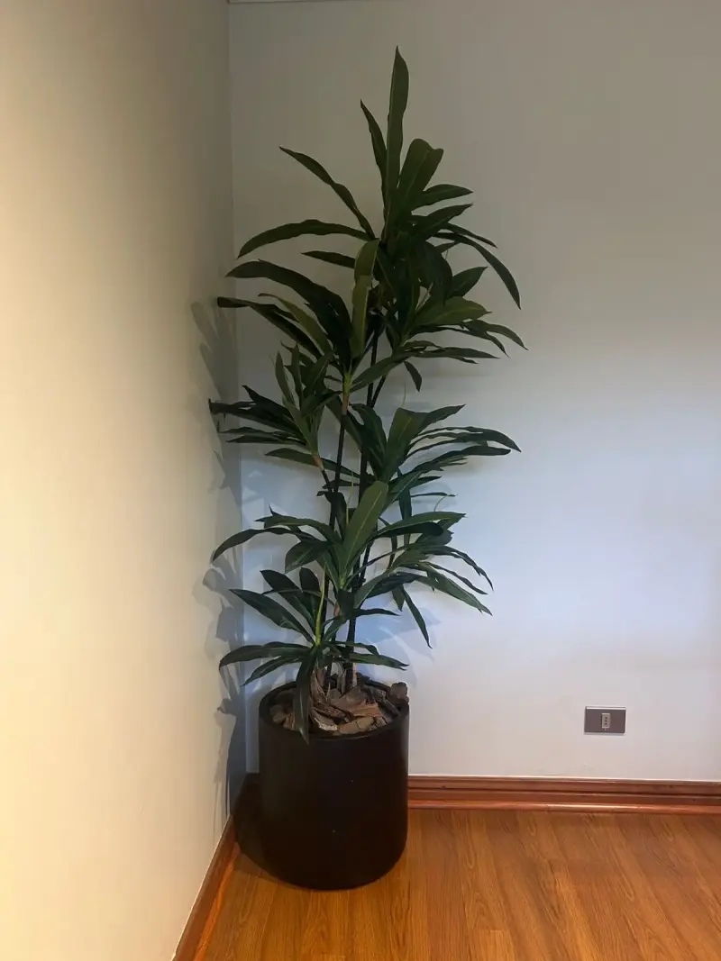 Planta decorativa con maceta negra - 3