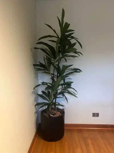 Planta decorativa con maceta negra - miniatura 3