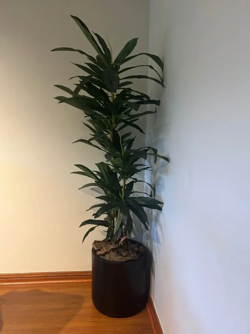 Planta decorativa con maceta negra - 4