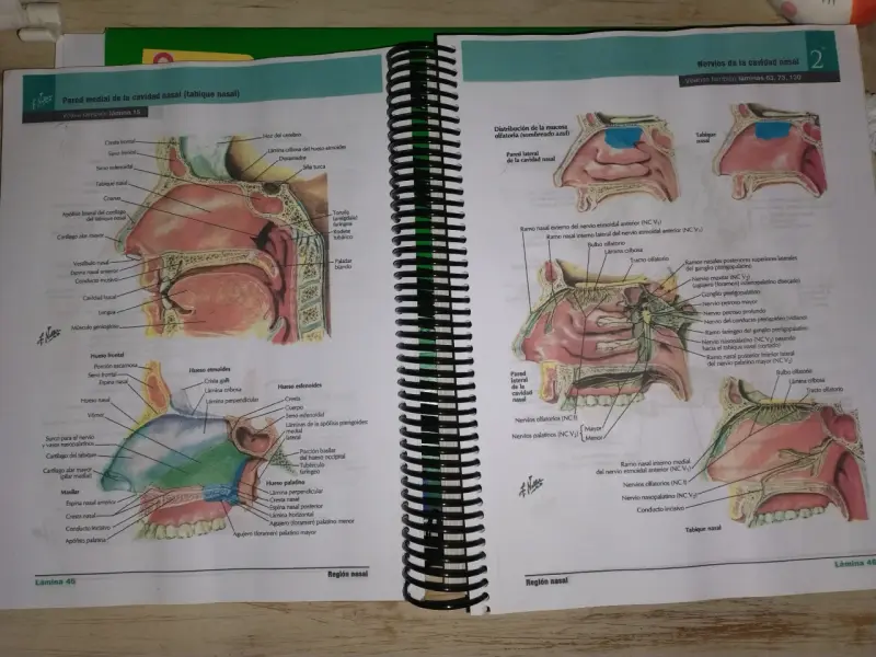 Atlas de Anatomía Humana Netter 7ª Edición - 2