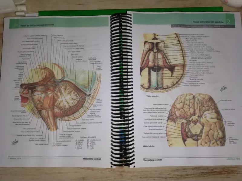 Atlas de Anatomía Humana Netter 7ª Edición - 3