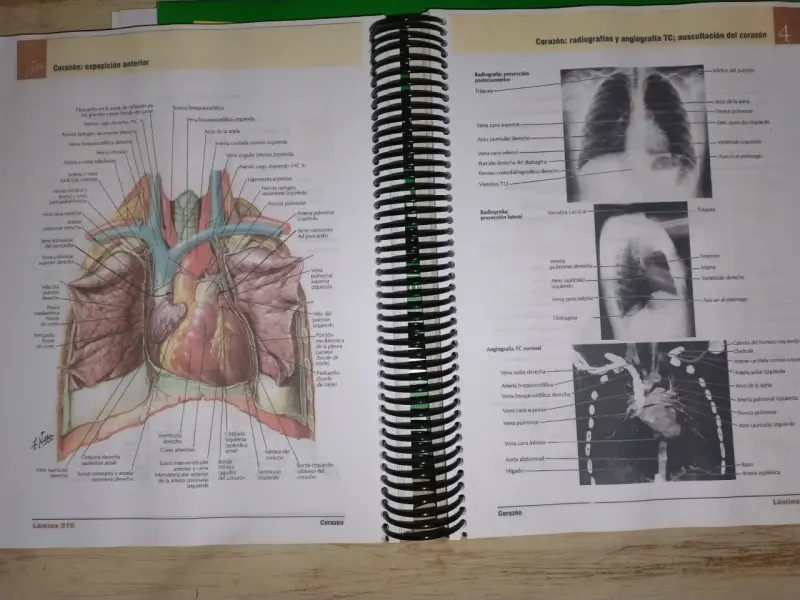 Atlas de Anatomía Humana Netter 7ª Edición - 4