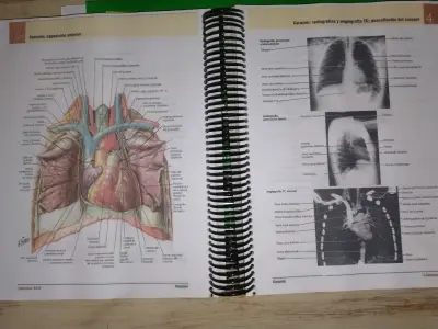 Atlas de Anatomía Humana Netter 7ª Edición - miniatura 4
