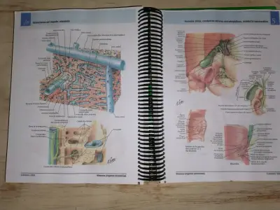 Atlas de Anatomía Humana Netter 7ª Edición - miniatura 5