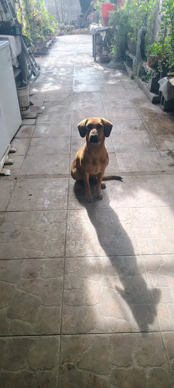 Se regala perrita - 6
