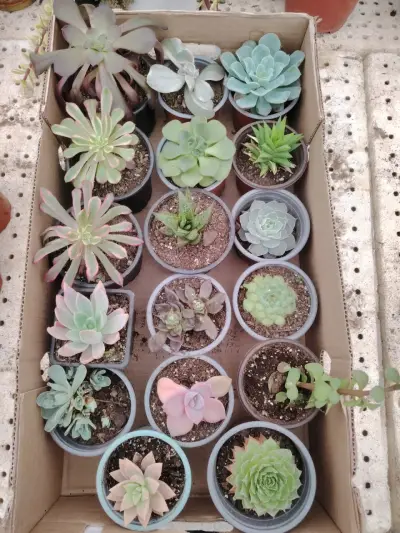 Colección de suculentas variadas - miniatura 1