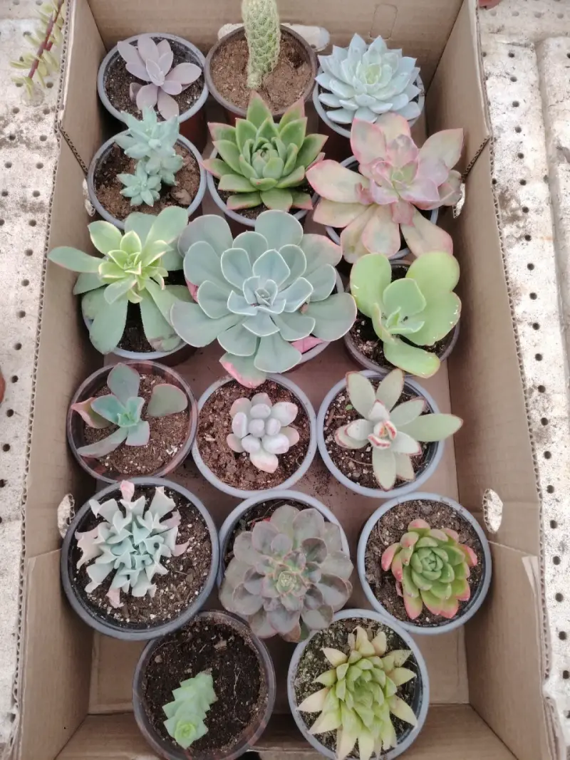 Colección de suculentas variadas - 2