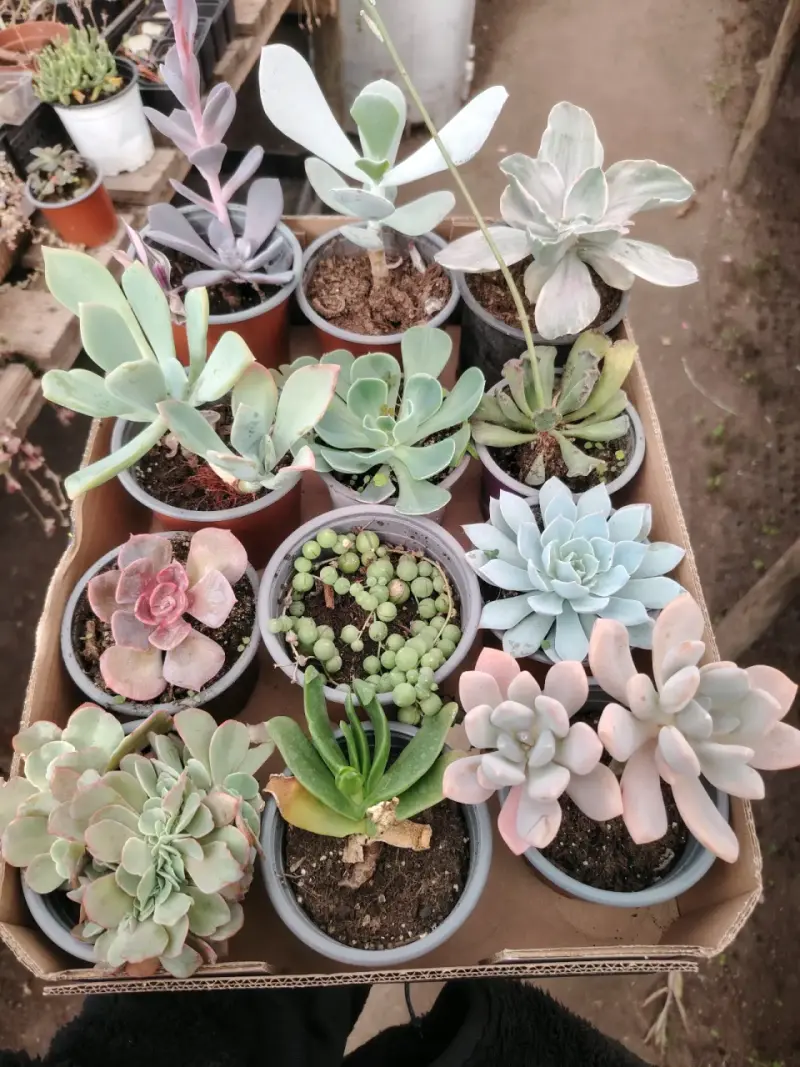 Colección de suculentas variadas - 3