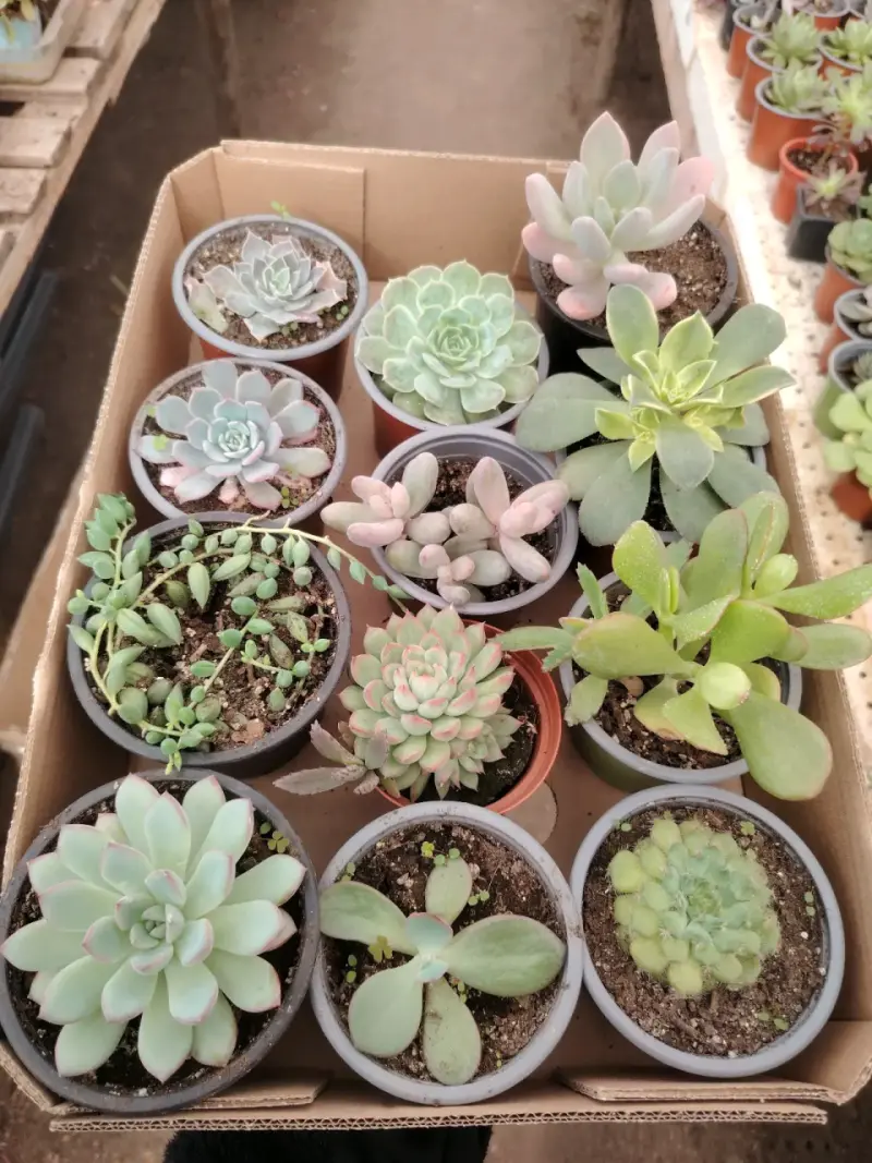 Colección de suculentas variadas - 6