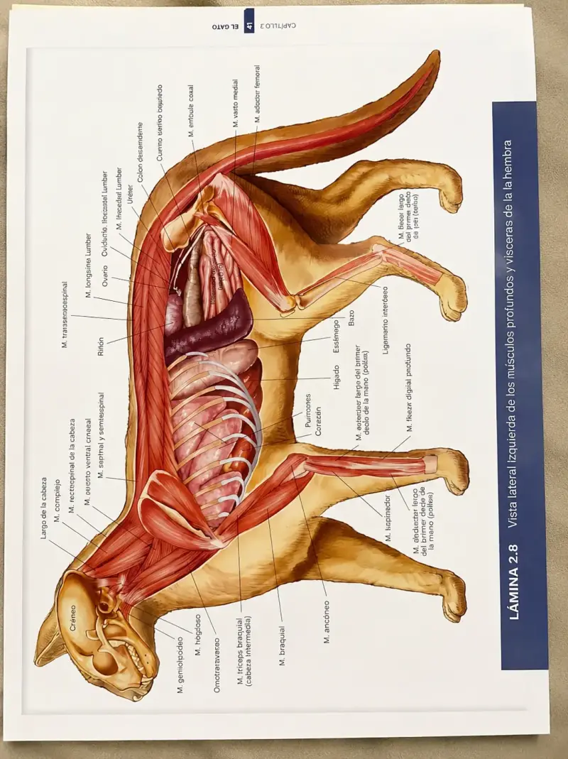 Atlas de anatomía para animales - 4