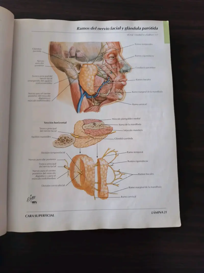 Atlas de Anatomía Humana 3ª edición - 3