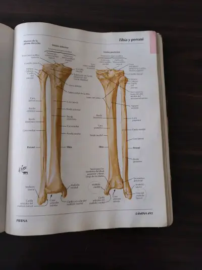 Atlas de Anatomía Humana 3ª edición - miniatura 4