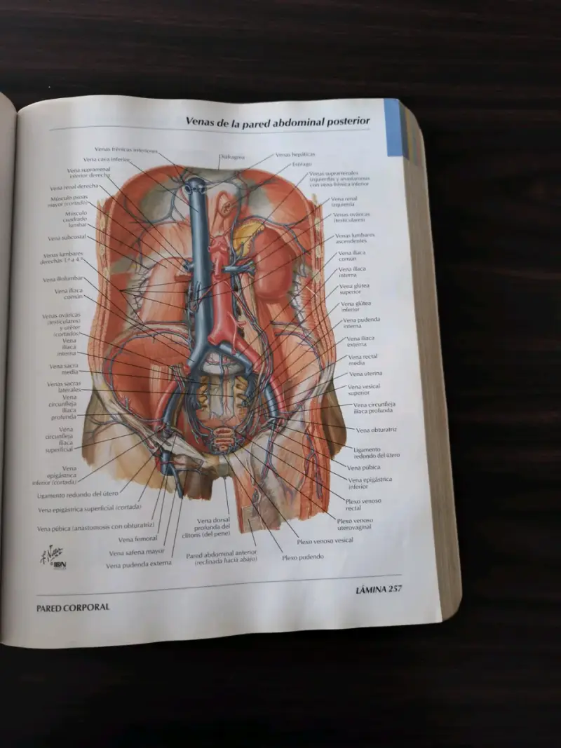 Atlas de Anatomía Humana 3ª edición - 5