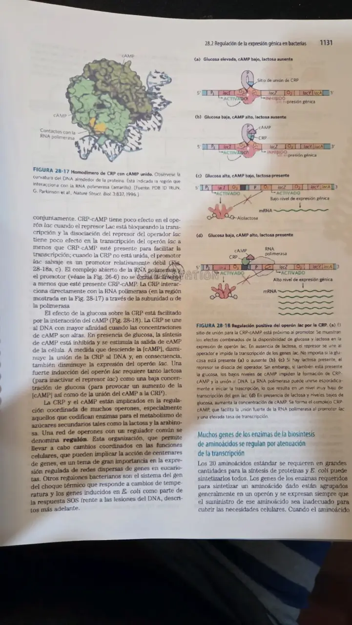 Libro Principios de Bioquímica - Lehninger - 3