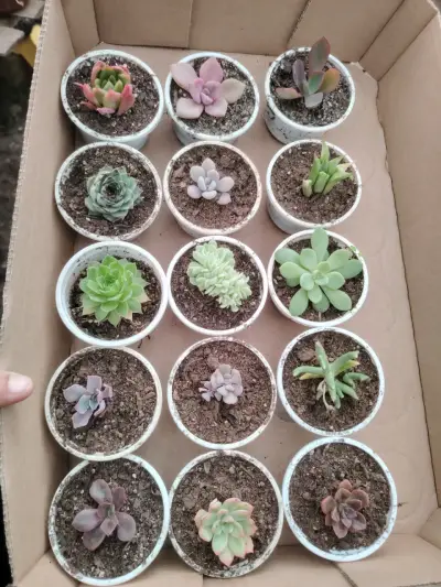 Set de suculentas variadas - miniatura 1