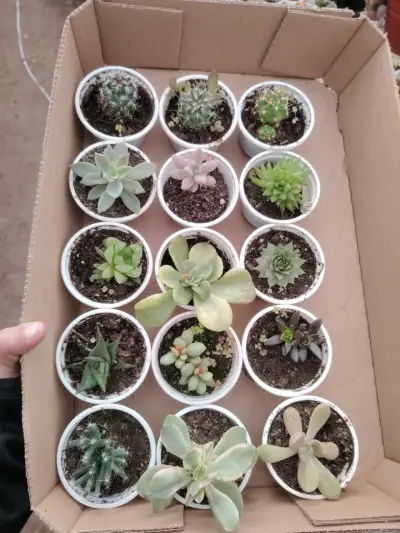 Set de suculentas variadas - miniatura 2
