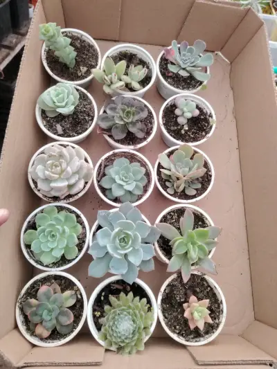 Set de suculentas variadas - miniatura 3