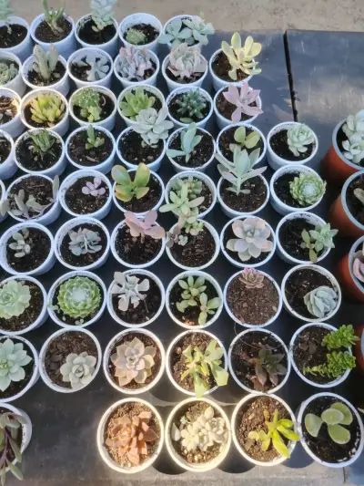 Set de suculentas variadas - miniatura 5