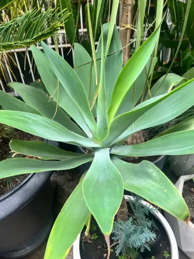 Planta de agave atenuata en maceta - miniatura 1