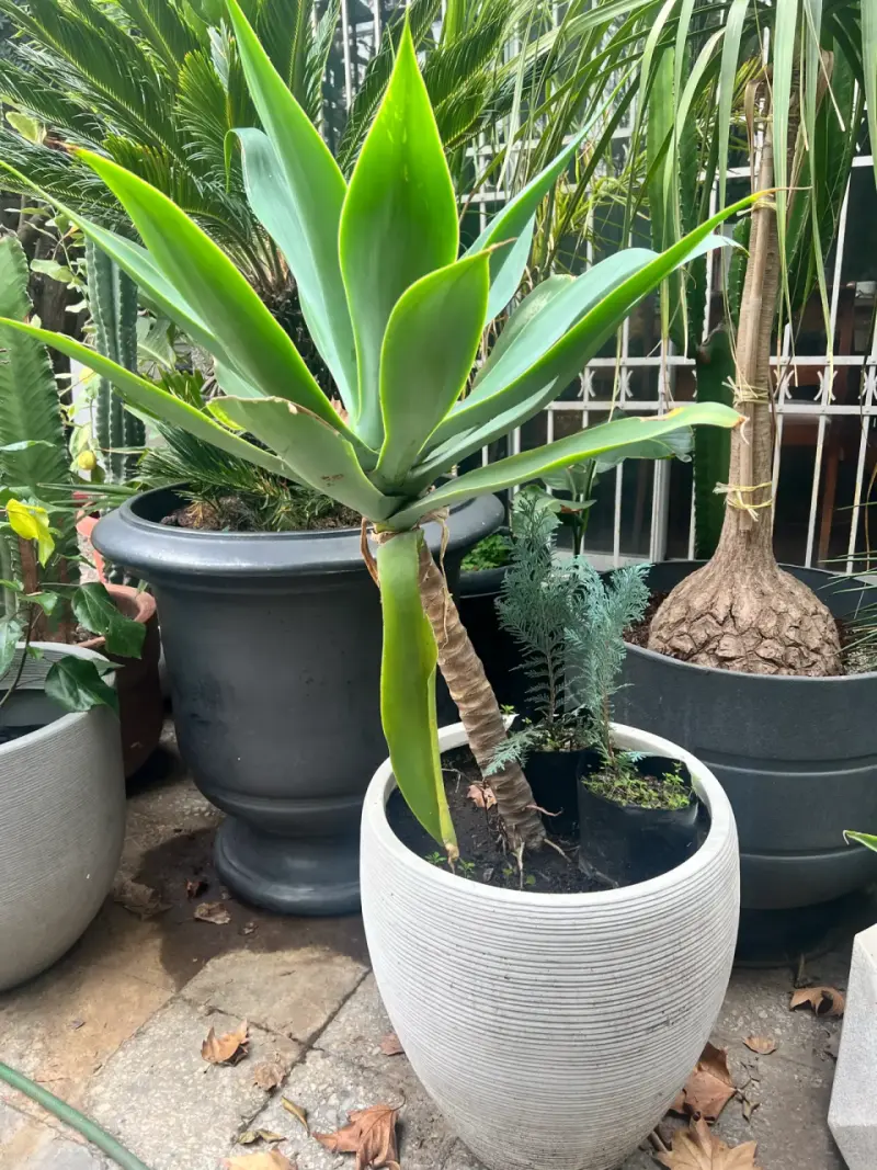Planta de agave atenuata en maceta - 2