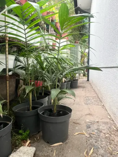 Palmera Kentia 80 cm - miniatura 1